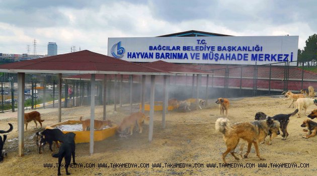 “Bağcılar’da sokak hayvanları soğuk buharla serinletiliyor”