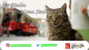 SAADETLİ GENÇLERDEN KEDİ EVİ ÇALIŞMASI