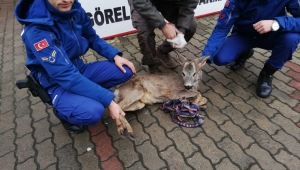 Yaralı Karaca'ya Devlet Eli