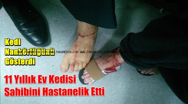 Son Dakika / Güngörende Kedi Dehşeti 2 Yaralı
