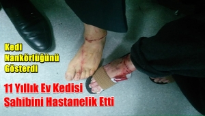Son Dakika / Güngörende Kedi Dehşeti 2 Yaralı