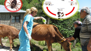 Karadeniz Bölgesinde 'KENE' İle Mücadele
