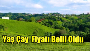 Yaş Çay Taban Fiyatı Acıklandı