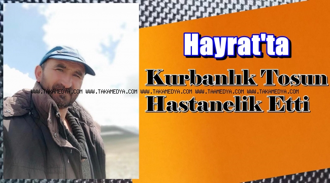 Mehmet Turan Beslediği Kurbanlık Tosun'u Tarafından Hastanelik Oldu