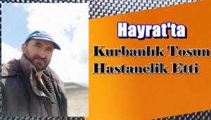 Mehmet Turan Beslediği Kurbanlık Tosun'u Tarafından Hastanelik Oldu