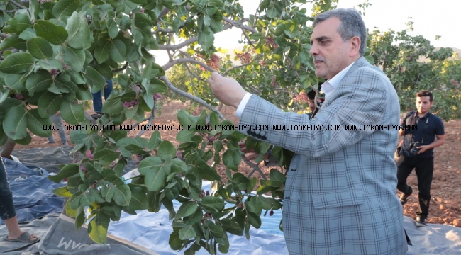 FISTIĞIN ANAVATANI ŞANLIURFA'DA HASAT BAŞLADI