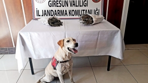 JANDARMA ZEHİR TACİRLERİNE GÖZ AÇTIRMIYOR