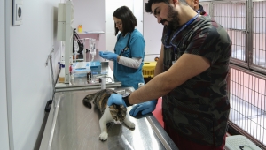 VetBüs ile sokak hayvanlarına yerinde tedavi