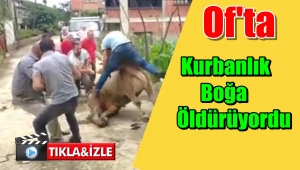 Of'ta Kurbanlık Boğa'dan Ölümcül Vuruş