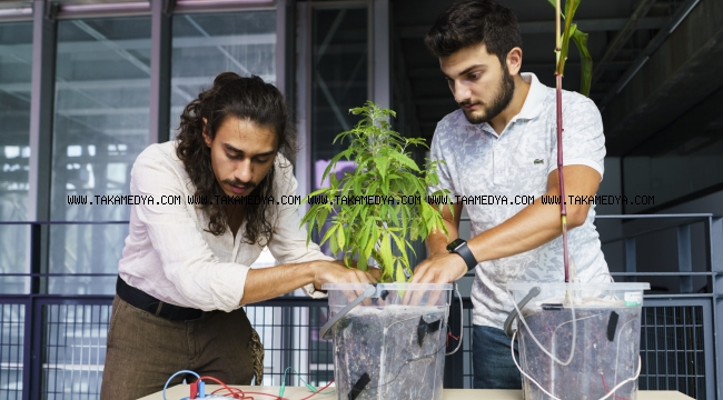 Bitkiler büyürken elektrik üretilebilecek