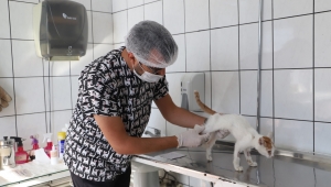 9 ayda 4 bin 520 sokak hayvanının bakım ve tedavisi yapıldı 