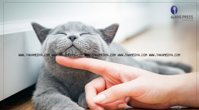 TÜRKİYE’NİN YÜZDE19’U KEDİ SAHİBİ