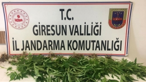 Giresun'da Kenevir Operasyonu 1 Gözaltı