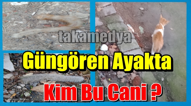 Güngören'de Kedilerin Kuyruğunu Kesen Caniyi Bulun