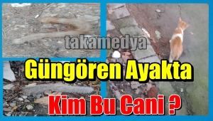 Güngören'de Kedilerin Kuyruğunu Kesen Caniyi Bulun