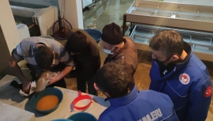 Giresun'da Alabalık Sağımı Devam Ediyor