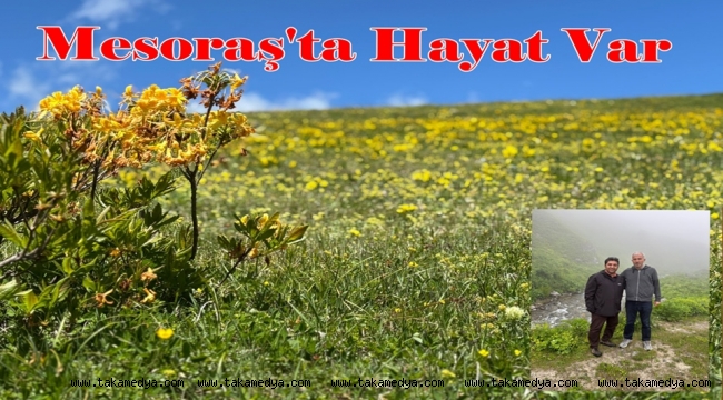 MESORAŞ YAYLASI 21 GÜNDE HAYAT VERİYOR