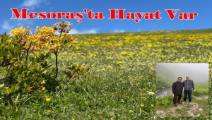  MESORAŞ YAYLASI 21 GÜNDE HAYAT VERİYOR