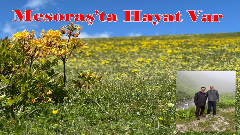  MESORAŞ YAYLASI 21 GÜNDE HAYAT VERİYOR