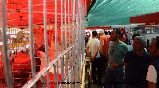 3 tavuk, 5 bin 500 TL’ye satıldı