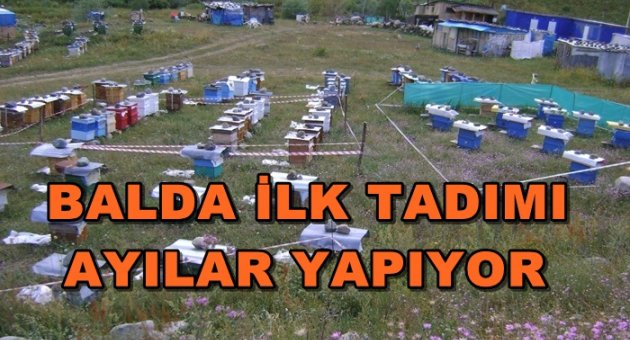 AYI'DAN SONRA SAHTE BALCILAR TÜREDİ