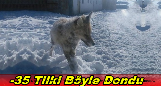 Bayburt'ta Tilki Böyle Dondu