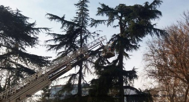 Büyükşehir Belediyesinden ağaç seferberliği