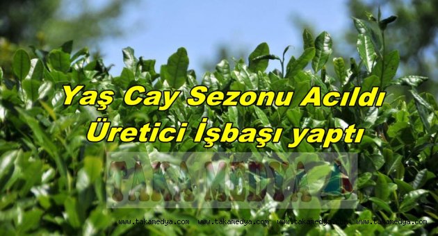 Cay alımı başladı Üretici 2 tl bekliyor