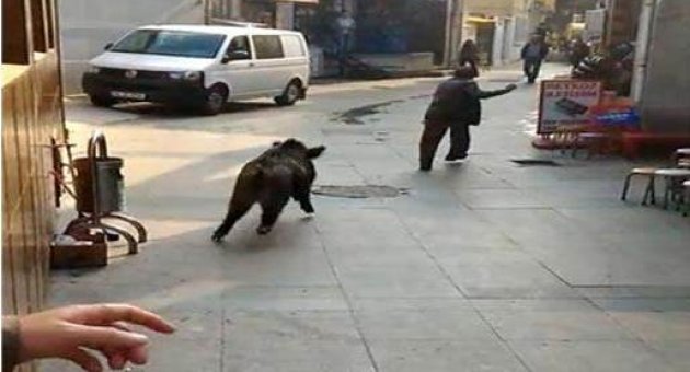  Domuzlar İstanbul'da vatandaşı kovaladı!