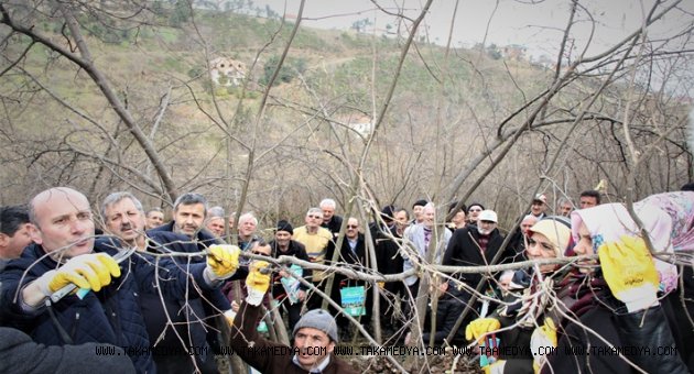 FINDIK BUDAMA DA KADIN ELİ
