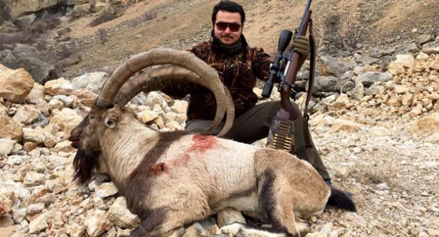 Giresun Çamoluk'ta Yaban Keçisi Avı