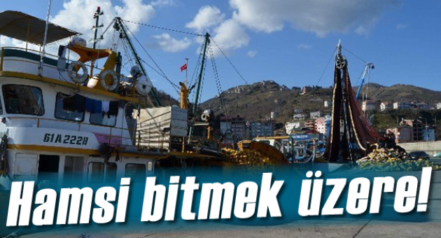 Hamsi Bitmek Üzere