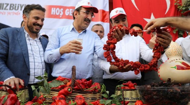 İSOT FESTİVALİ, İSOT HASADI İLE BAŞLADI