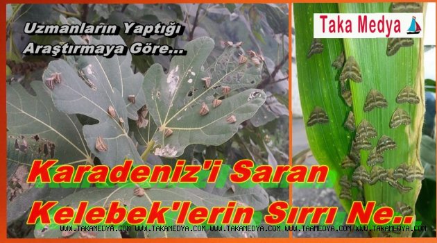 Karadeniz'i Saran Kelebeklerin Sırrı Ne...