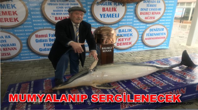 KARAYA ÖLÜ YUNUS BALIĞI VURDU