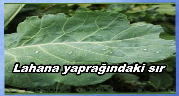 LAHANA YAPRAĞINDAKİ MUCİZE