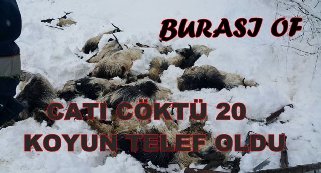 OF'TA CATI CÖKTÜ 20 KÜCÜKBAŞ HAYVAN TELEF OLDU