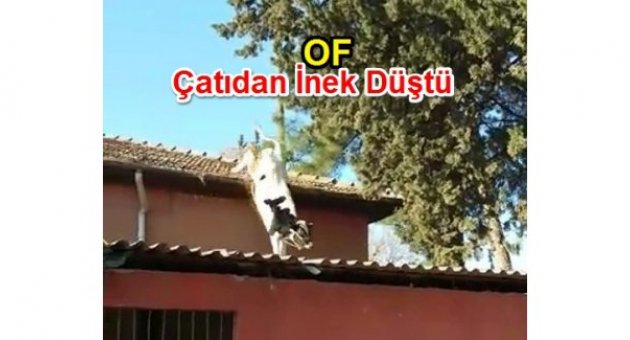 OF'TA İNEK CATIYA CIKTI SAHİBİ ZOR ANLAR YAŞADI