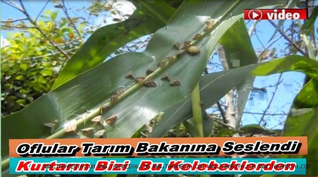 OF'TA KELEBEK SALGINI' VATANDAŞ TARIM BAKANINA SESLENDİ