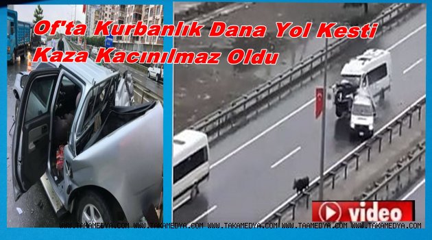 Of'ta Kurbanlık Dana Trafiği Alt Üst Etti