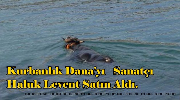 Of'tan Kaçan Kurbanlık Dana'yı Sanatçı Haluk Levent Satın Aldı
