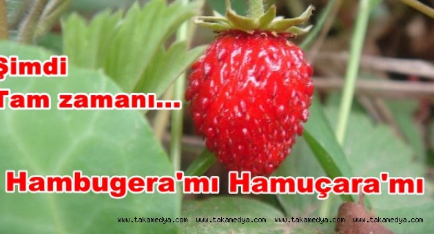 ŞİMDİ HAMUCARA ZAMANI