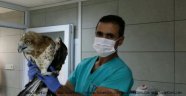 KÜÇÜKÇEKMECE'DE YARALI KARTAL BULUNDU
