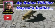 Trabzon'da Aç Kalan Tilki'ler Mahalleye İndiler