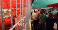 3 tavuk, 5 bin 500 TL’ye satıldı