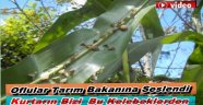 OF'TA KELEBEK SALGINI' VATANDAŞ TARIM BAKANINA SESLENDİ