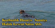 Of'tan Kaçan Kurbanlık Dana'yı Sanatçı Haluk Levent Satın Aldı