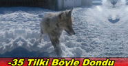Bayburt'ta Tilki Böyle Dondu