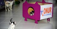 BEYLİKDÜZÜ’NDE EVSİZ KEDİ KALMAYACAK