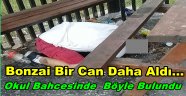 BONZAİ CAN ALMAYA DEVAM EDİYOR